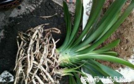 柳树枝|天凉后,君子兰浇上养根水,长出格格叶,一窜3箭花,超好用