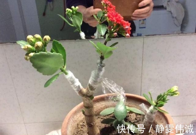 不死鸟|长寿花不能一盆栽多棵！因为难养好，想要一盆多色只有一个方法！