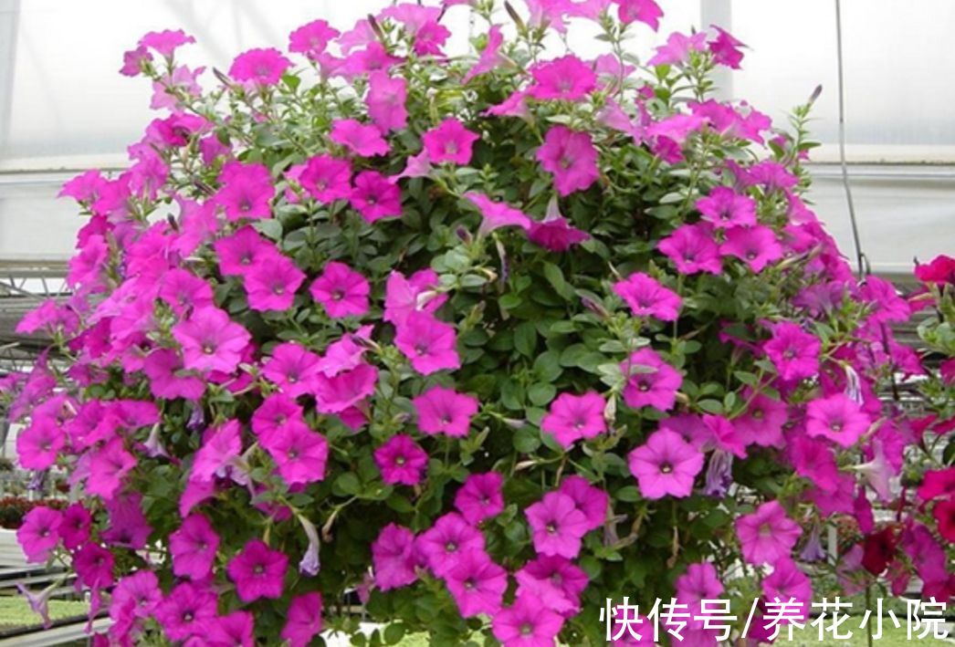 7种漂亮花，便宜又好养，把阳台变成“小花园”