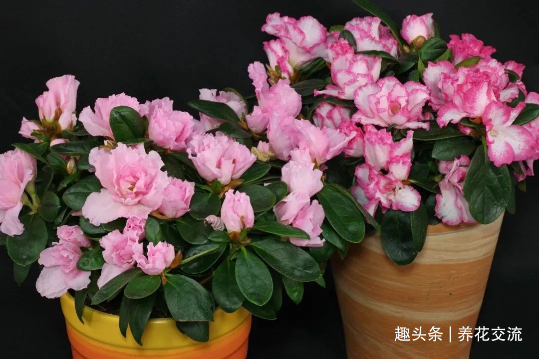 杜鹃花买回来掉花苞、掉叶子,很快变光杆,我总结几个养护的经验