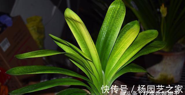 养殖君子兰,浇水是养护中重要一环,从这几个方面来掌握浇水方法