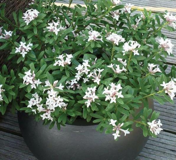 茉莉|养月季、茉莉不如盆栽金边瑞香，花期长、花朵多，花开满屋飘香