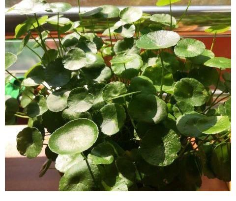 铜钱草|夏天养这三种花要注意，一天不浇水就打蔫