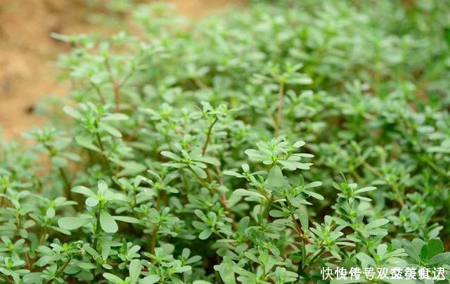 风油精|这2种草没人重视,其实是“止痒草”,比花露水都管用