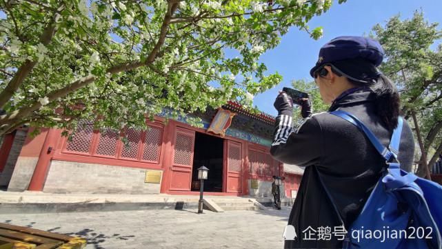 丁香盛开智化寺