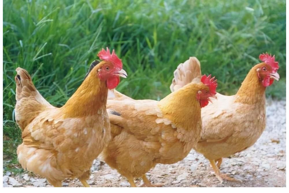 七彩山鸡|我国名气最大的5种鸡 你见过几种？