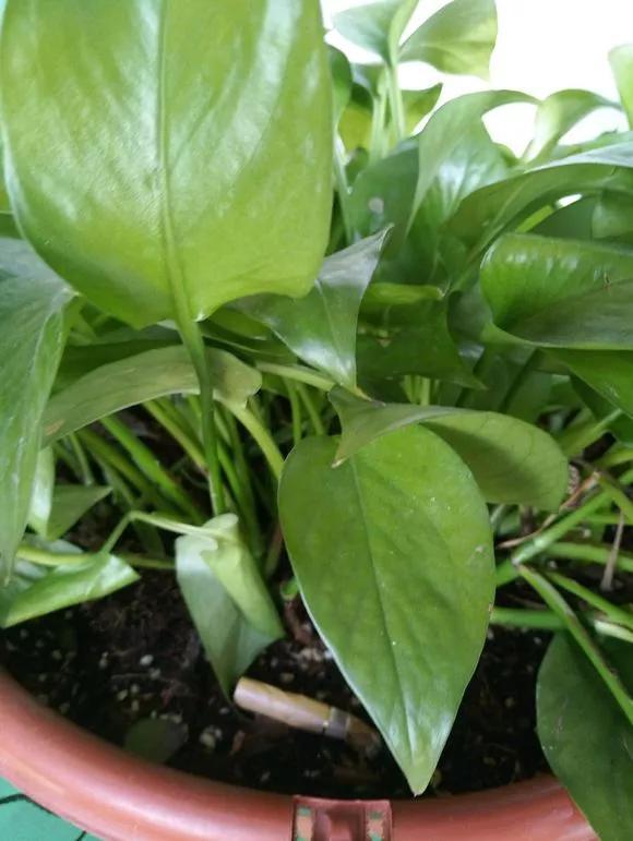 养花8个坏习惯要“戒掉”,人人犯过,至少2个!