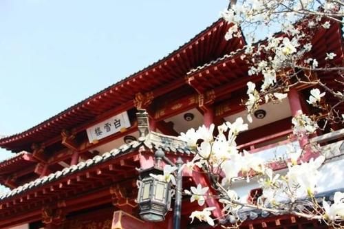 珠珠|花期正好!趵突泉畔的玉兰蜡梅绽放啦!喜气洋洋迎新春!