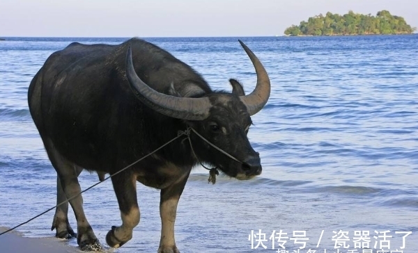 牛人|属牛人生在几月,下半年贵人多助,闯出名堂,事业翻倍好运