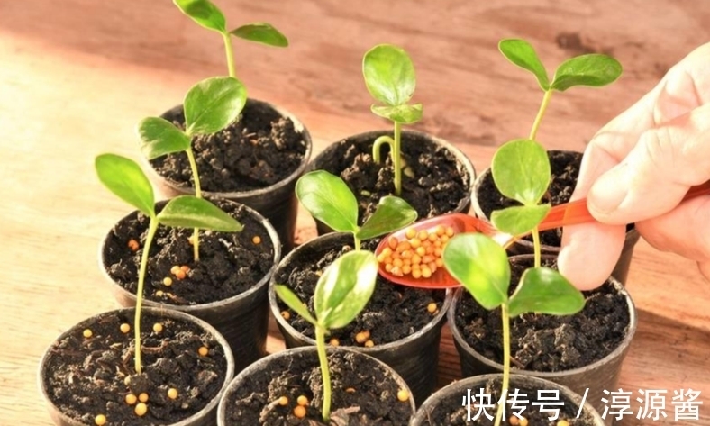 花卉|花土中长“白霜”,是因为这3方面出问题,请快速“对症解决”