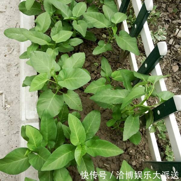 木耳菜|3种吃剩的“菜杆子”,丢土里,长成一片“绿萝”,3天采摘一大盆