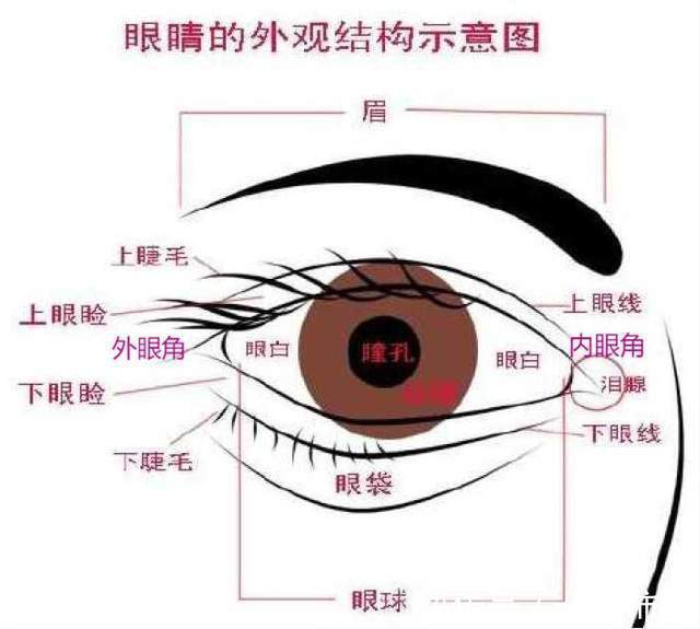 卧蚕|秘诀:眼型对美貌有多重要?明白眼型才懂什么眼妆最合适