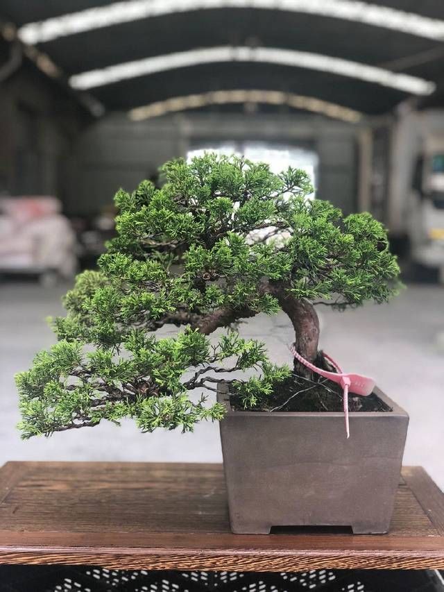 老伯|农村老伯分享的几盆真柏树盆景,盆盆都是精品,不同角度不同的美