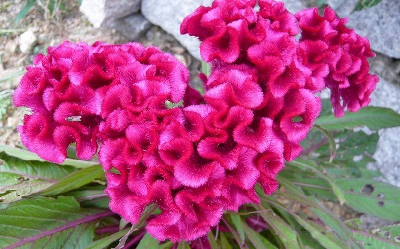 生肖|让男人死心塌地的4个生肖,婚后魅力不减而增,追求者接连不断