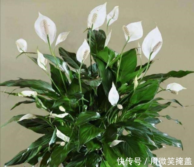 家中养一帆风顺,4种情况容易造成黄叶,调整后长势好!