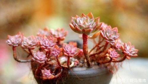 多肉蓝苹果入手上盆后一周浇一圈水,10天后浇透水,现在很多气根,这样正常吗?