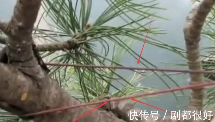 树皮|白骨森森,的舍利松树盆景图解,10图10个步骤,为大家解惑