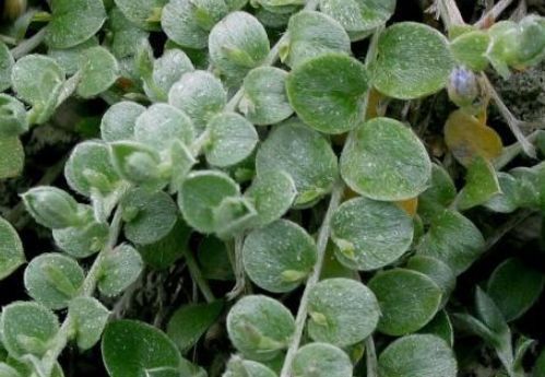 腰腿痛|农村一种常见植物，遇到不要踩踏，做香料炖鸡味道一绝，很珍贵