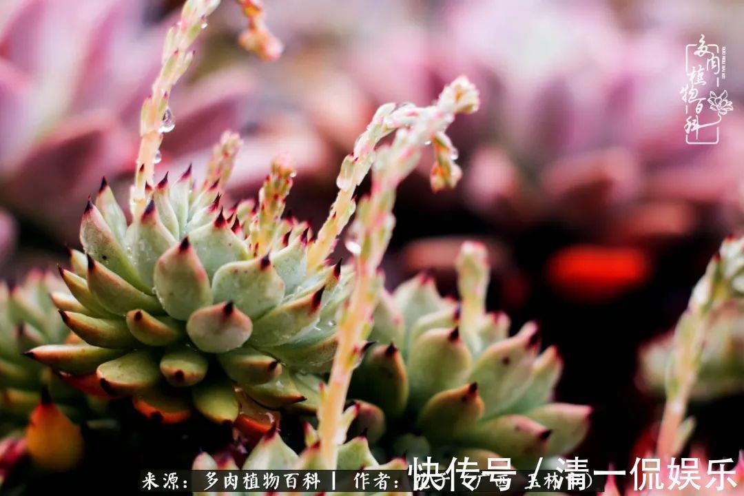 为了爱情|为了爱情来到陌生城市,偶遇多肉,地老天荒的爱恋!