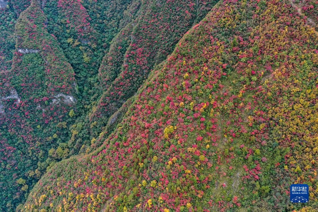 黄伟|重庆巫溪：漫山斑斓 层林尽染