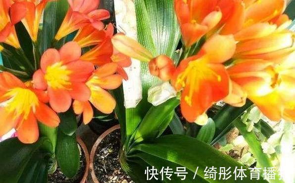 妙招|用啥水浇花长得快、开花多、虫害少？3个妙招，省时省钱又省力