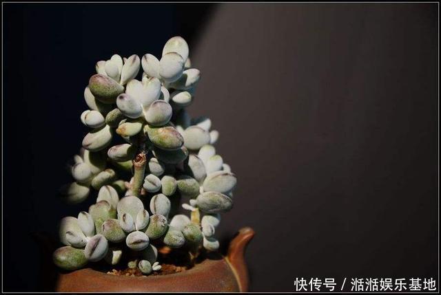 植株|家里自制养花“肥水”，每半个月给花来一点，浇一浇就长得旺！