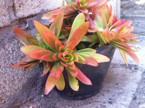 养多肉就得“控水”？不，单独水培它们，反而长得又快又好