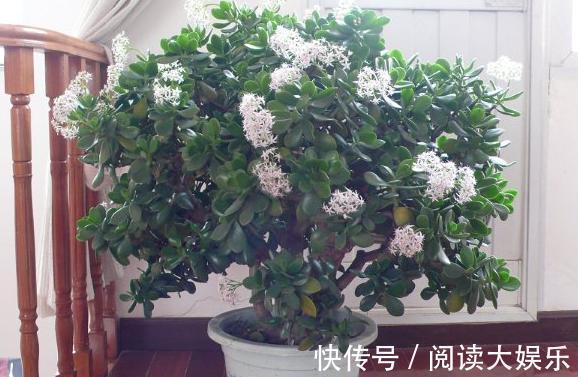 盆栽花草不能养成这3坏习惯！不然植物长不旺，花卉迟迟不开花