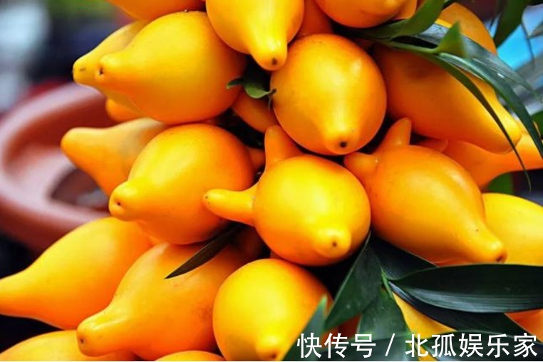 “3种花”旺家、旺财好兆头，寓意好又漂亮，家中必备！