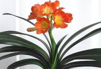 君子兰盆里加点东西,养几十年都不会烂根,年年都能开花爆盆