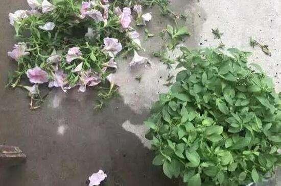 盆栽矮牵牛这么样长的快，花开的多，叶子绿油油的非常漂亮