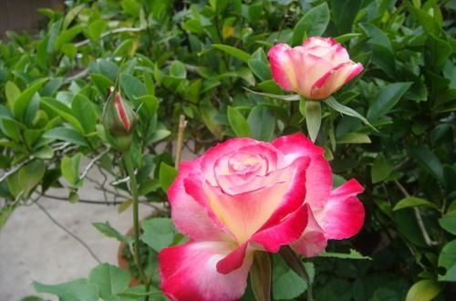 此花，耐晒又耐冻，养一棵四季有花赏，香味清新，值得拥有