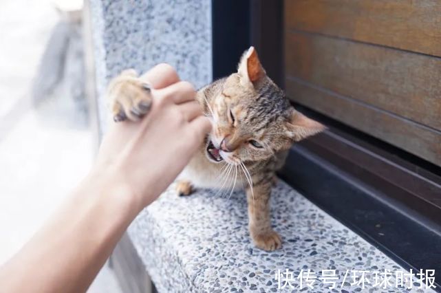 脓液|女子被宠物猫抓了一下，竟得了这种罕见病！身上长出鸡蛋大的肿块