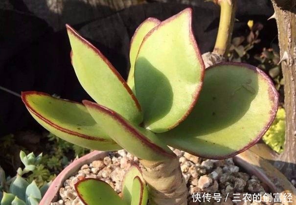 养护|多肉叶子突然掉一地,这些养护知识要注意!