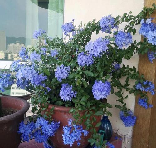 仙人球|5月逛花市,这些花别错过,号称“开花机器”,皮实好养耐晒耐热