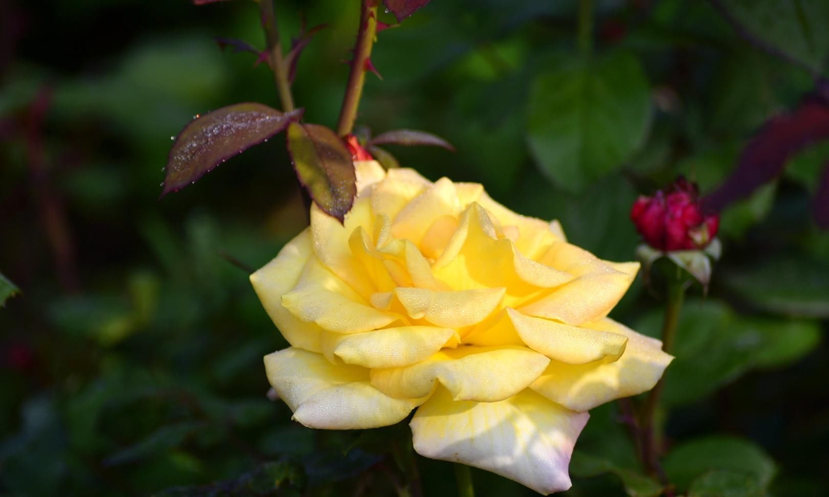 月季|樱花退去月季来，“花堤柳岸”花盛开（一）