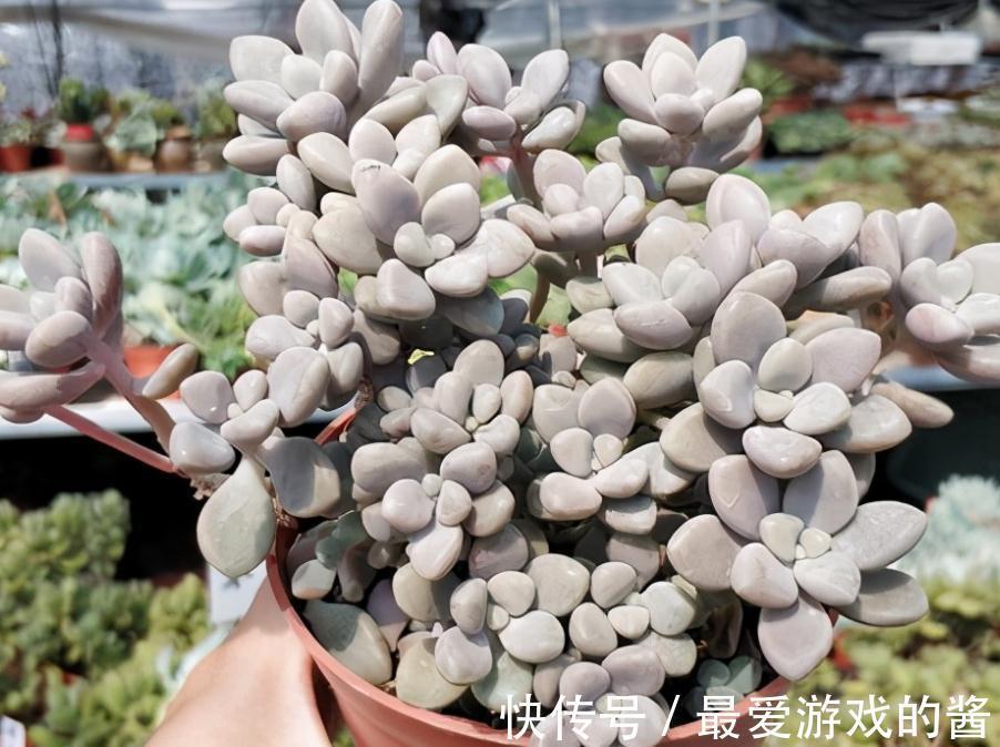 多肉盆栽养护时,秋冬多注意这4点,园艺新人也能养出好状态