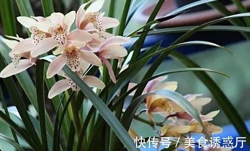 丰收|适合新手养的兰花：种植技巧，学会这几步，大获丰收不是梦
