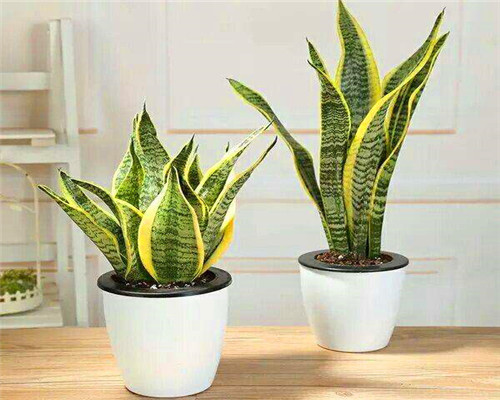 芦荟|夏季养花需要多浇水以下3种花切记不要多浇水，会适得其反