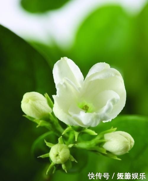 茉莉花|这种皮做成的肥水,养茉莉花,一个月长花苞,连开两次