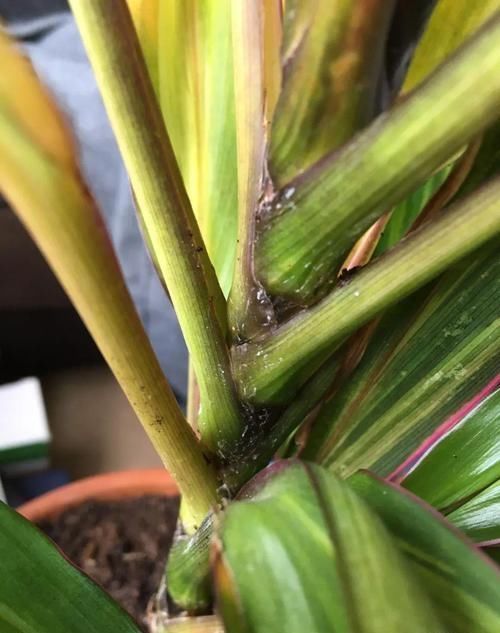 朱蕉|朋友在路边买到紫色叶子的“富贵竹”,养几天叶子全黄了