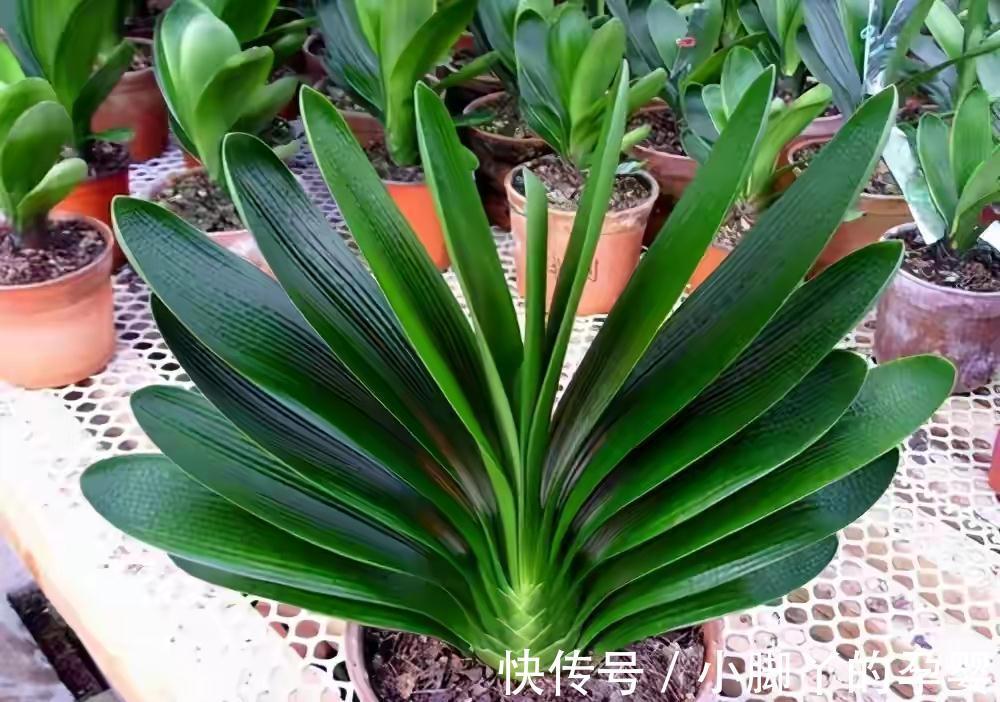 施肥|君子兰夏天少折腾,静养才能养出好兰株