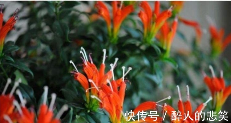 4种花养家里,好养又漂亮,开花多花期长