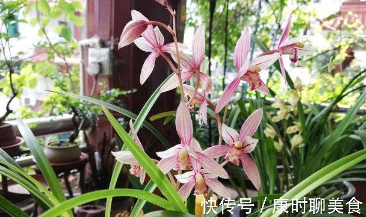 出门随手捡“3物”回来，丢兰花盆里，营养又透气，不烂根开花多