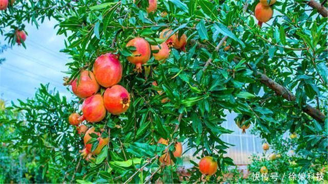 石榴树|俗语“门前有三树,家兴富三代”,是哪三种树农村其实很常见