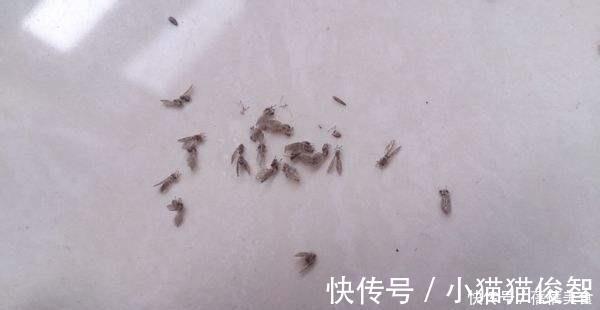 有机质|花盆满是小飞虫？不是大事，花盆撒把它，小虫死翘翘