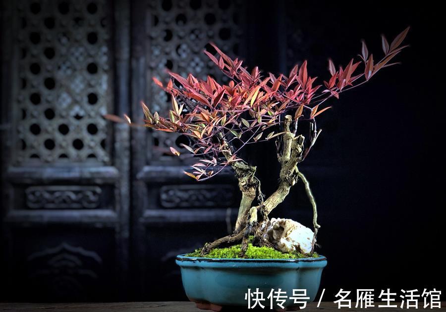 锵锵锵锵|两种以“南”字开头的盆景，熟悉一下吧