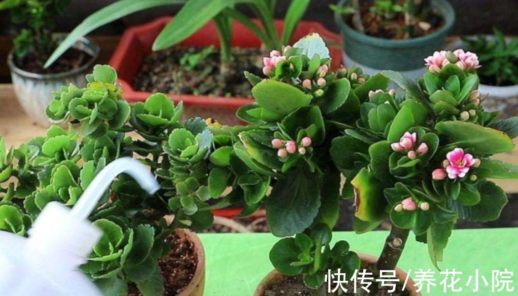 发财树|6种花怕水涝,勤快人养不好,浇水多了就烂根