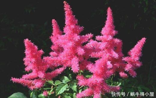 4种完美的阳台盆栽,花美似牡丹,四季开不停