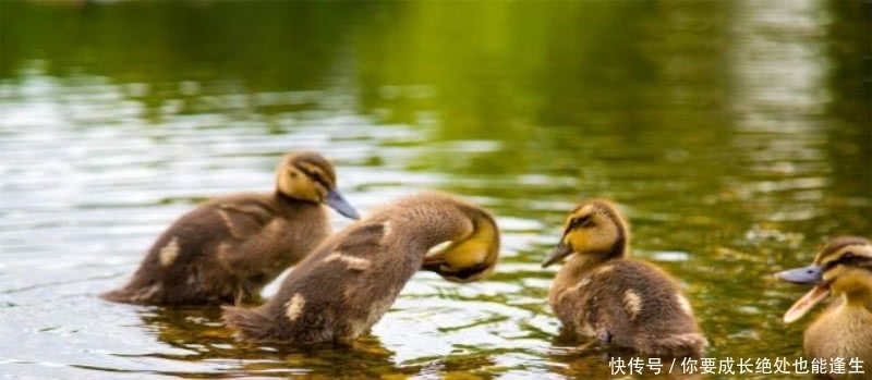题写|元代才子画了一只鸭子,画不怎么出名,上面题写的诗却成为了经典